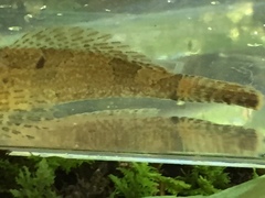 Cottus tallapoosae