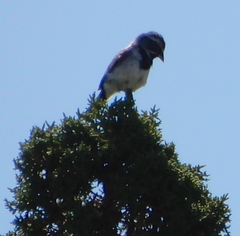Amphispiza bilineata