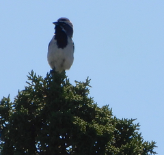 Amphispiza bilineata
