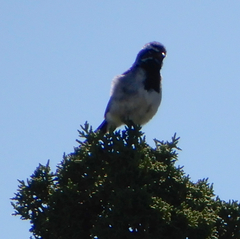 Amphispiza bilineata