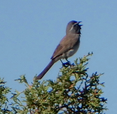 Amphispiza bilineata