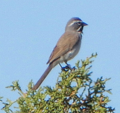 Amphispiza bilineata