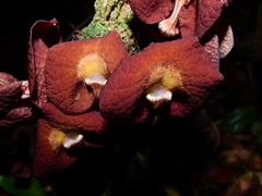 Aristolochia bukuti