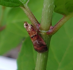 Acrobasis repandana