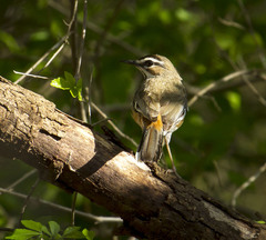 Cercotrichas quadrivirgata