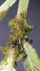 Aphis farinosa