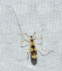 Erioptera venusta