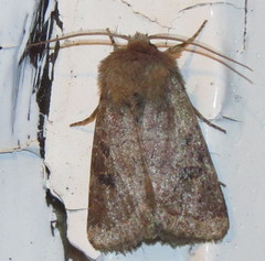 Protorthodes oviduca