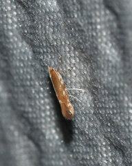 Cameraria quercivorella