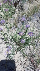 Oxytropis lambertii
