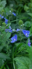 Veronica chamaedrys