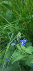 Veronica chamaedrys