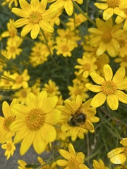 Bombus mixtus