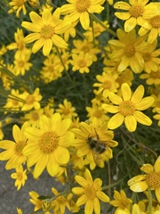 Bombus mixtus