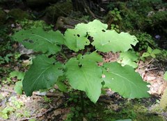 Cardiocrinum cordatum