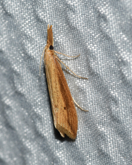 Donacaula melinellus