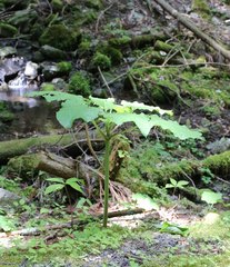 Cardiocrinum cordatum