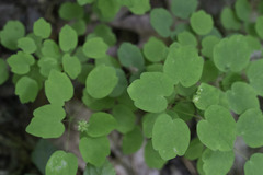 Thalictrum thalictroides