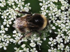 Bombus vestalis