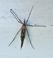 Tipuloidea