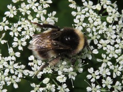 Bombus vestalis