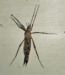 Tipuloidea