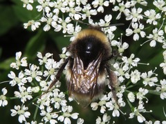 Bombus vestalis