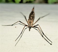 Tipuloidea