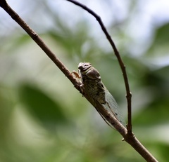 Diceroprocta obscurior