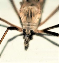 Tipuloidea