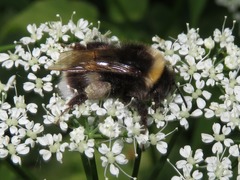 Bombus vestalis
