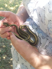 Thamnophis proximus proximus