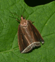Capis curvata