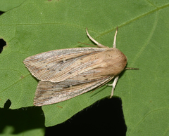 Leucania phragmitidicola