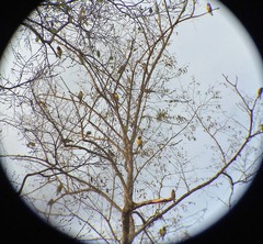 Mycerobas melanozanthos