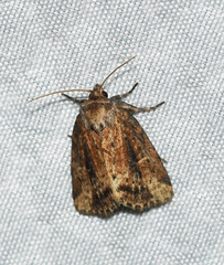 Photedes panatela