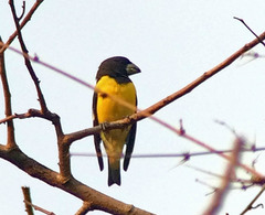 Mycerobas melanozanthos