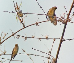 Mycerobas melanozanthos