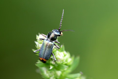 Clanoptilus geniculatus