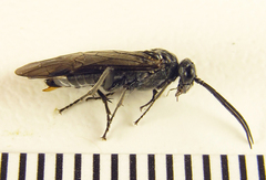 Dolerus aeneus