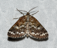 Eufidonia discospilata