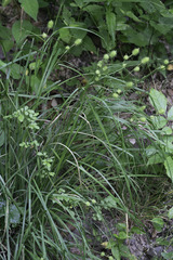 Carex squarrosa