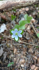 Hepatica