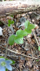Hepatica