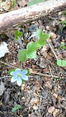 Hepatica
