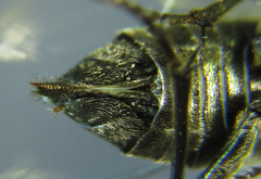 Dolerus aeneus