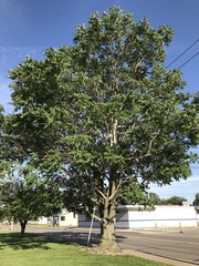 Ailanthus altissima