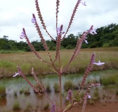 Aeollanthus pubescens
