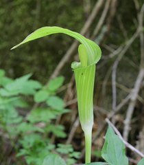 Arisaema nikoense