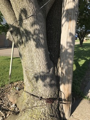 Ailanthus altissima